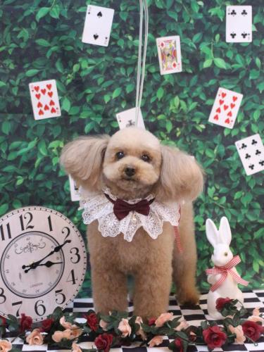 20250412メルちゃん